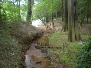 A tributary stream to the Neuse River